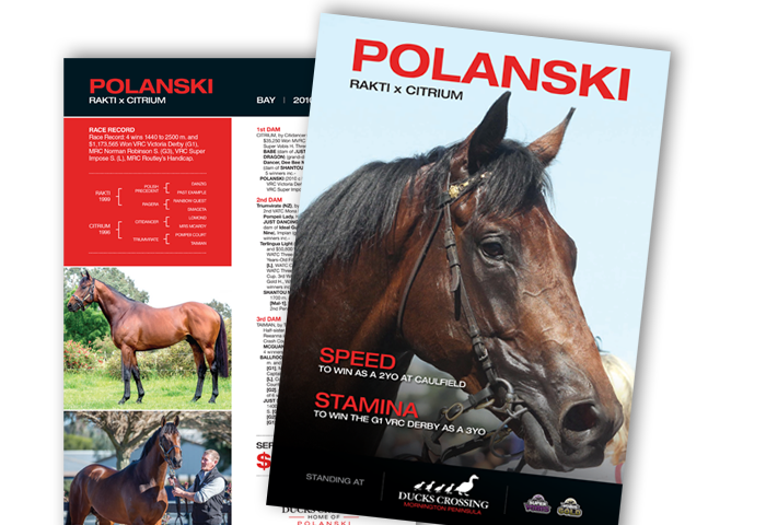 Polanski Brochure
